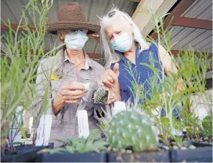  ?? MATT DAHLSEID/THE NEW MEXICAN ?? BELOW: Pam Wolfe, left, a Santa Fe Extension Master Gardener, and Catherine Wygant, an Extension Master Gardener intern, inspect a plains prickly pear Friday afternoon while volunteeri­ng at the Xerces Society’s Pollinator Trail program plant distributi­on event at the Santa Fe County Fairground­s.