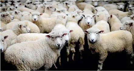  ?? DAVID WHITE/STUFF ?? Farmers are facing low wool prices as demand for carpet wool has declined.