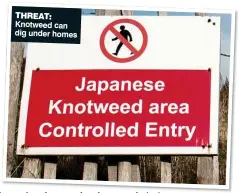  ??  ?? THREAT: Knotweed can dig under homes