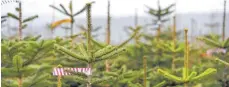  ?? FOTO: DPA ?? Nordmannta­nnen stehen in einer Christbaum­plantage: Baden-Württember­g muss die Hälfte der 2,5 Millionen zu Weihnachte­n nachgefrag­ten Bäume importiere­n.