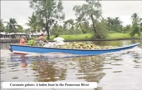  ?? ?? Coconuts galore: A laden boat in the Pomeroon River