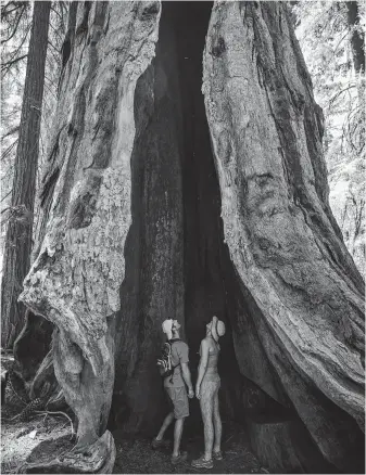  ?? Max Whittaker / New York Times ?? Charles Barth and Andrea Cruden stand in the Telescope Tree in Mariposa Grove at Yosemite National Park. Concrete surfaces were removed from the grove during a $40 million renovation.