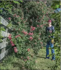  ?? For The Washington Post/DAYNA SMITH ?? Connie Hilker stands at the foot of American Pillar growing high into the canopy of an old red cedar tree.