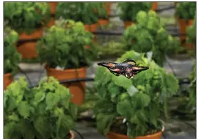  ?? (AP/Mike Corder) ?? A moth-killing drone hovers over crops last month at a greenhouse in Monster, Netherland­s. More photos at arkansason­line.com/38drones/.