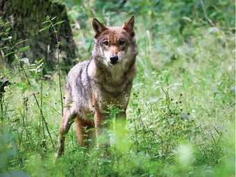  ?? FOTO: CHRISTIAN CHARISIUS ?? Im Land Brandenbur­g gibt es eine Vielzahl von Wölfen. Wegen immer mehr Rissen von Nutztieren fordern Jäger erleichter­te Abschüsse.