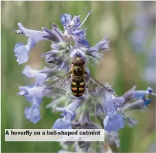  ?? ?? A hoverfly on a bell-shaped catmint