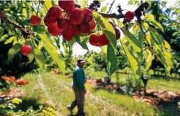  ?? Paul Chinn / San Francisco Chronicle file photo ?? Cherries wait to be harvested in 2012 at an orchard at Morada Produce in Linden, Calif. Little cherry disease has devastated California growers this year.