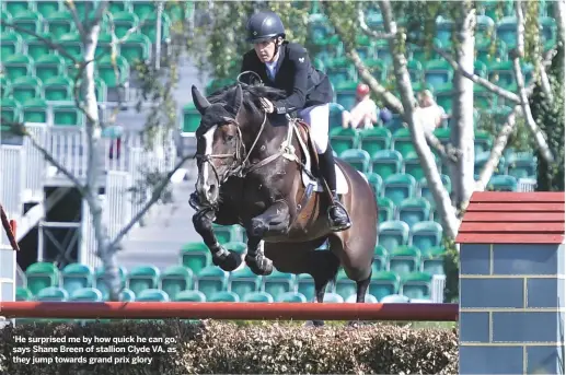  ??  ?? ‘He surprised me by how quick he can go,’ says Shane Breen of stallion Clyde VA, as they jump towards grand prix glory