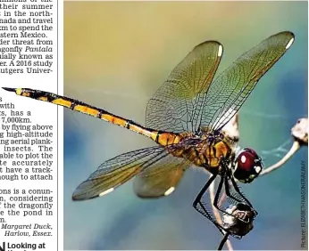  ??  ?? Tiny marvel: The wandering glider has can travel up to 7,000km