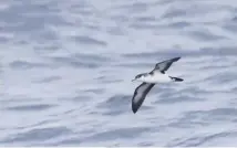  ??  ?? Rum, main; a Manx shearwater, Puffinus puffinus, in flight, above