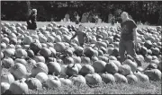  ?? AP/The Berkshire Eagle/GILLIAN JONES ?? Families walk through the piles of pumpkins at Whitney’s Farm Market and Country Gardens in Cheshire, Mass., during Pumpkinfes­t. While the nation experience­d a shortfall in its pumpkin crop last year, the crop has bounced back this year.