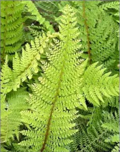  ??  ?? Soft Shield-ferns are very common at this time of year.