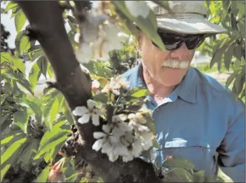  ?? RANDALL BENTON/SACRAMENTO BEE FILE PHOTOGRAPH ?? Daniel Wilson inspects Bing cherry trees in an orchard in the Sacramento-San Joaquin Delta on April 2, 2013. A sudden cold snap could threaten some local crops — such as almonds and cherries — after unseasonab­ly warm weather caused some to blossom early.