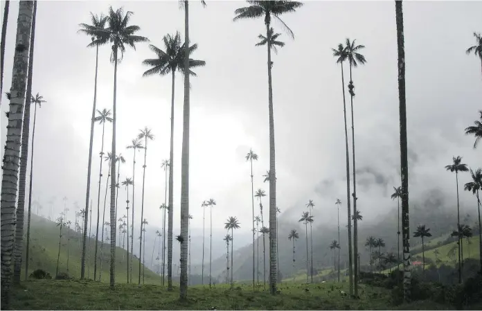  ?? Clivid via Flickr ?? A natural cloud forest, Cocora is known for its wax palms, the tallest palm trees in the world and the only ones that can be found this far from the sea.