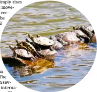  ??  ?? Turtles and other amphibians provide inspiratio­n to modern flood-resistant architectu­re.