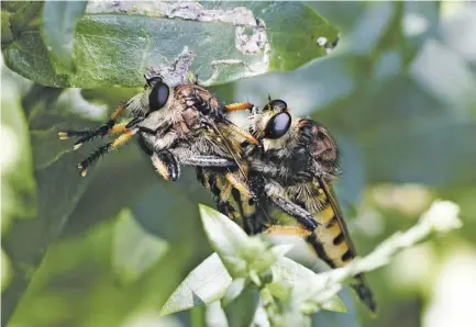  ?? PHOTOS BY PAM OWEN ?? Robber flies have rough courtship, with males grabbing females just like they do prey, before they mate tail-to-tail. Right: Red-footed cannibalfl­ies will not only prey on large insects such as this coreid bug, as well as bumblebees and dragonflie­s, but are also known to go after hummingbir­ds.