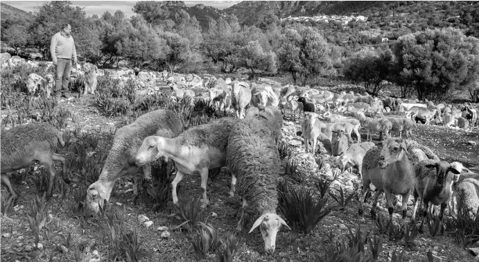  ?? Fotos: Ángel García ?? „Meine Tiere auf der Weide, das ist wie ein Dorf“, sagt Antonio Yeste und passt auf, dass sich alle Schafe und Ziegen gut benehmen.