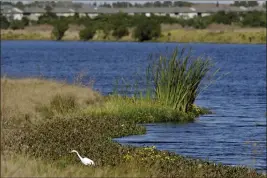  ?? CHRIS O’MEARA — THE ASSOCIATED PRESS FILE ?? An egret looks for food along Valhalla Pond in Riverview, Fla.. on Dec. 11, 2018.