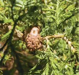  ?? MIRI TALABAC ?? A rust gall on juniper with spore “horns” just starting to emerge.