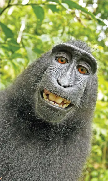  ??  ?? Naruto, the female crested macaque who took the photograph on David Slater’s camera. Peta launched legal action against the photograph­er in 2015 on behalf of Naruto