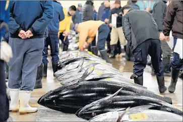  ?? Toshifumi Kitamura AFP/Getty Images ?? FISHMONGER­S inspect bluefin tuna prior to the new year’s auction at Tokyo’s Tsukiji fish market in 2017.