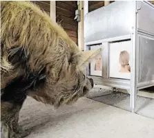  ?? BILD: SN/MESSERLI FORSCHUNGS­INSTITUT/VETMEDUNI VIENNA ?? Schweine können sich anhand von bestimmten Merkmalen, wie Nase oder Mund, unser Gesicht einprägen.