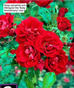  ?? ?? Deep red petals are fitting for the ‘Ruby Anniversar­y’ rose