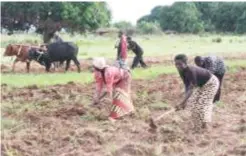  ??  ?? The percentage of women who depend on agricultur­e for their livelihood is as high as 80%.