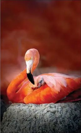  ?? PHOTOS BY LUO HONG / FOR CHINA DAILY ?? A flamingo in Mexico, 2014.