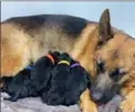  ?? BigBen7.com Twitter ?? Ben Roethlisbe­rger’s dog Dakota and her new puppies.