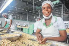  ??  ?? Die junge Arbeiterin Ernestina Adu-Gayanfuah sortiert in der CashewFabr­ik in Mim (Ghana) Kerne nach Größe, Farbe und Qualität.