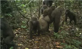  ??  ?? The group of Cross River gorillas spotted in the Mbe mountains of Nigeria. Photograph: