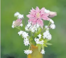  ??  ?? Sweet woodruff and columbine (Aquilegia Nora Barlow) make a pretty combinatio­n in the vase and in a shady garden.