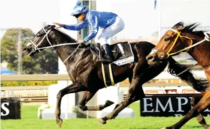  ??  ?? IMPROVED: Hat Puntano made immense improvemen­t on his South African debut to win the R1-million Peermont Emperors Palace Charity Mile at odds of 13-1. It is unlikely punters will underestim­ate him again.