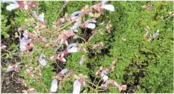  ?? ?? DELICIOUS: When crushed, the leaves of indigenous blue sage (‘Salvia chamelaegn­ea’) emit an amazing lemony fragrance.