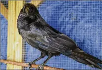  ?? COURTESY OF SAM SPARKS ?? This raven was shot by a pellet gun; it was sent to a wildlife rehab center in Alexandria, Virginia, because it could no longer fly. The bird was recently taken to a permanent home.
