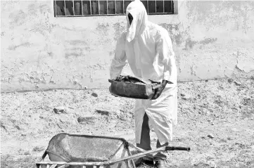  ??  ?? In this photograph taken on Sept 20, an employee of the World Wide Fund for Nature-Pakistan (WWF-P) carries meat for white-backed vultures in their enclosure at the Vulture Conservati­on Centre run by WWF-P in Changa Manga, about 80km from Lahore....