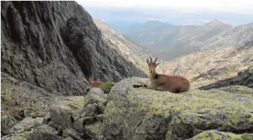  ??  ?? La diversidad faunística enriquece las vistas en la Sierra de Gredos