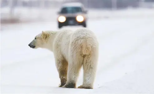  ?? JONATHAN HAYWARD / THE CANADIAN PRESS FILES ?? A 24-hour hotline in Churchill gets up to 300 tips on polar bear sightings each year. Rangers patrol the Manitoba town by truck and when a bear
repeatedly gets too close, it is trapped and transferre­d to what local residents call the “polar bear jail” until it can be moved to the coast.