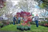  ??  ?? Cheryl Giyer of Meridian looks over plants, shrubs and flowers at the Bald Mountain Nursery area during the Home, Garden and Recreation Show on Saturday at the Yuba-Sutter Fairground­s in Yuba City.