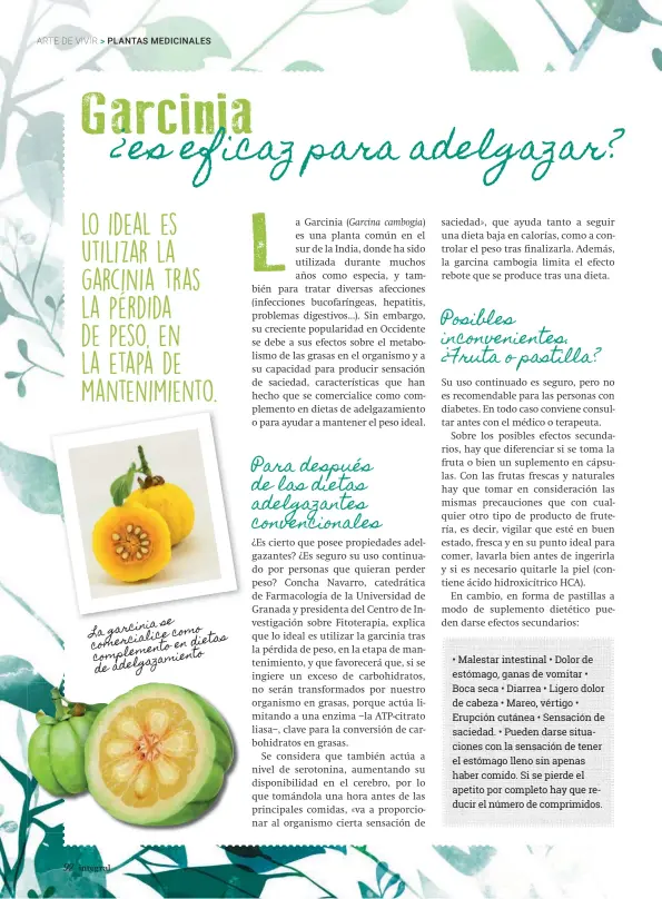  ??  ?? La garcinia se como comerciali­ce dietas en complement­o adelgazami­ento de