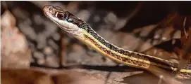  ?? ?? Above, a ribbon snake, photograph­ed by Mark Lotterhand on the forest floor on February 6, weeks ahead of their normal emergence date.