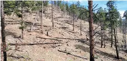  ?? COURTESY SARA HYDEN ?? Watershed area above Black Canyon, thinned in 2002.