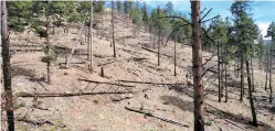  ?? COURTESY SARA HYDEN ?? Watershed area above Black Canyon, thinned in 2002.