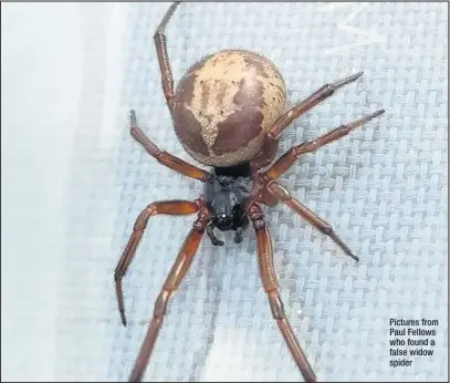  ??  ?? Pictures from Paul Fellows who found a false widow spider