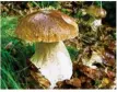  ??  ?? Les cèpes sont les champignon­s les plus recherchés par les amateurs/ONF