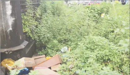  ??  ?? Bushy situation: The vegetation that has clogged the drain from the La Penitence Market. (Photo by Terrence Thompson)