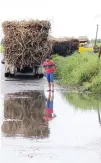  ??  ?? FRESHLY HARVESTED sugarcane in Negros Occidental