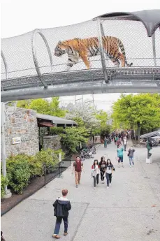  ?? FOTO: DPA ?? „Big Cat Crossing“– Großkatzen queren: Im Zoo von Philadelph­ia im US-Bundesstaa­t Pennsylvan­ia können sich die Tiger im Gehege oberhalb des Besucherwe­ges bewegen.