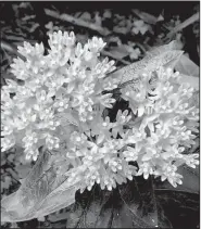  ?? Special to the Democrat-Gazette/JANET B. CARSON ?? Asclepias tuberosa, aka butterfly weed, is one of the milkweeds that support the monarch butterfly.